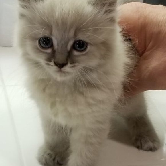 Meet your Posher, Patrice - Picture 5 of 13